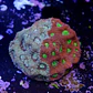 Favites pentagona warcoral - Thumbnail 2