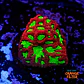 Platygyra goblin fire - Thumbnail 1