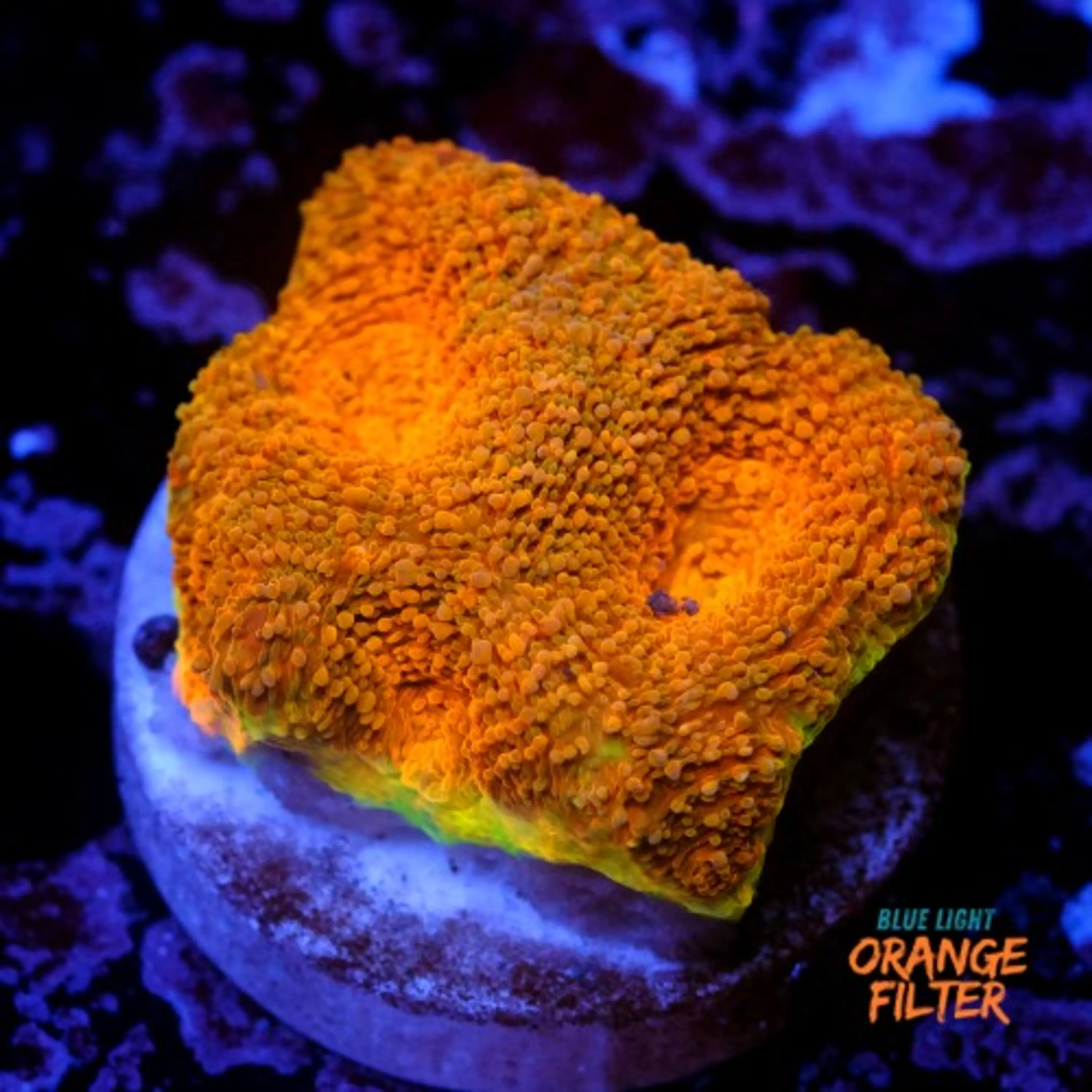Acanthastrea echinata ultra orange 