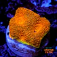 Acanthastrea echinata ultra orange  - Thumbnail 1