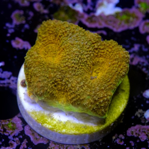 Acanthastrea echinata ultra orange  2