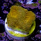 Acanthastrea echinata ultra orange  - Thumbnail 2