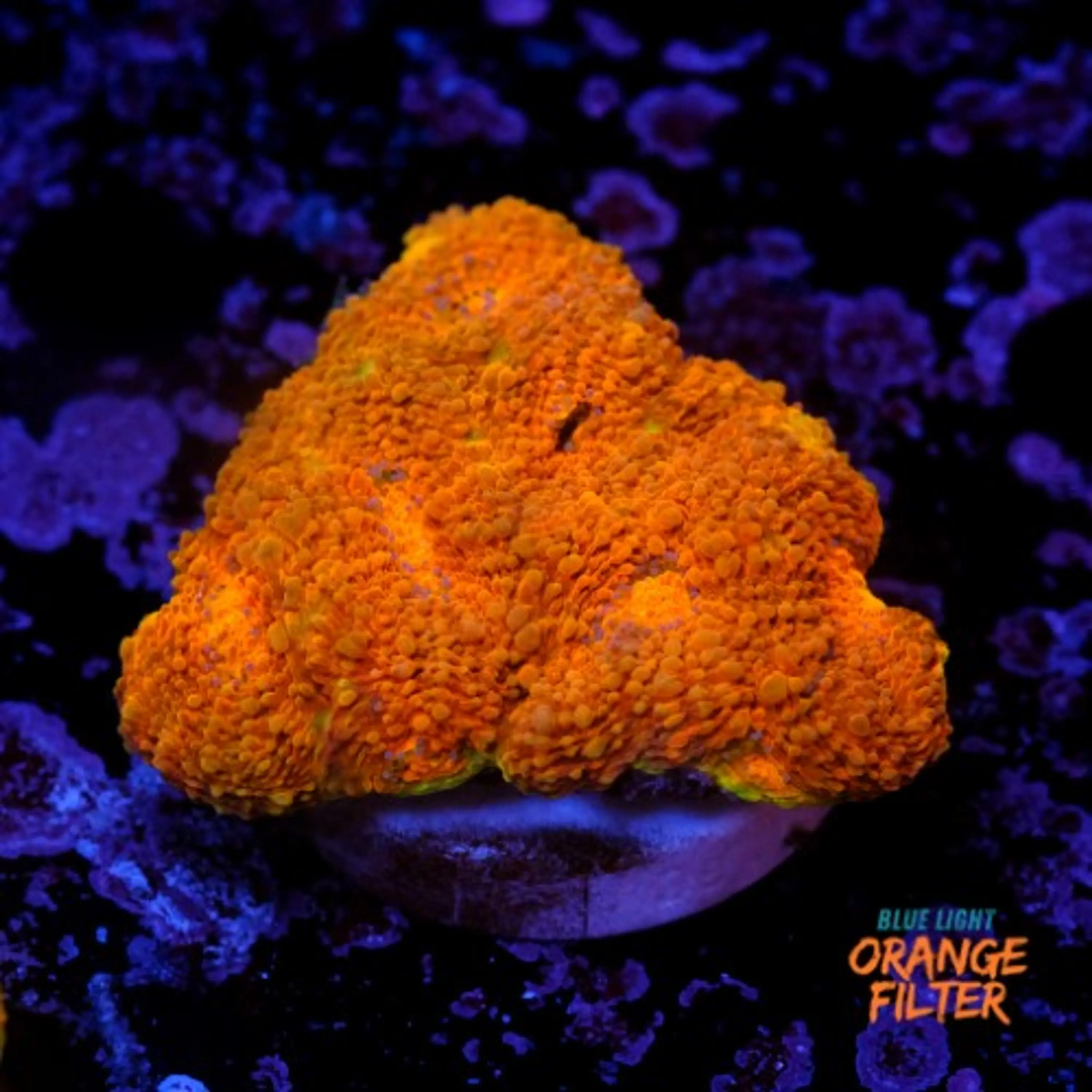 Acanthastrea echinata ultra orange 