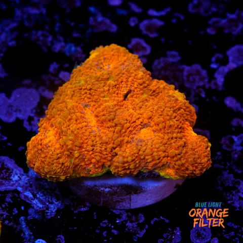 Acanthastrea echinata ultra orange 