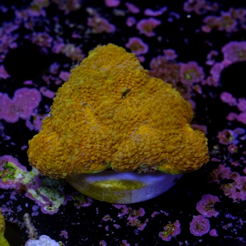 Acanthastrea echinata ultra orange  2