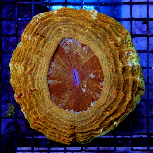 Acantophyllia super orange 