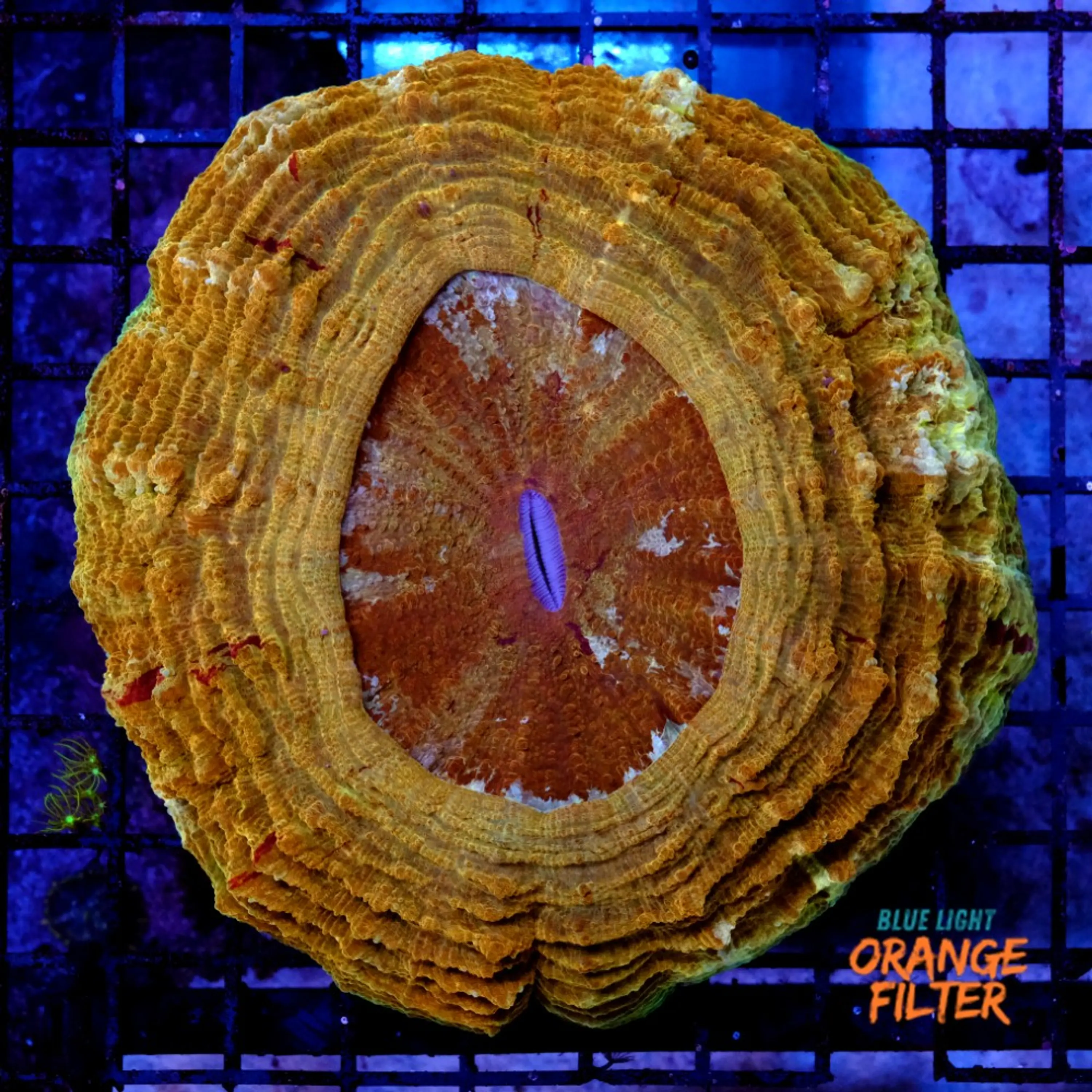 Acantophyllia super orange 