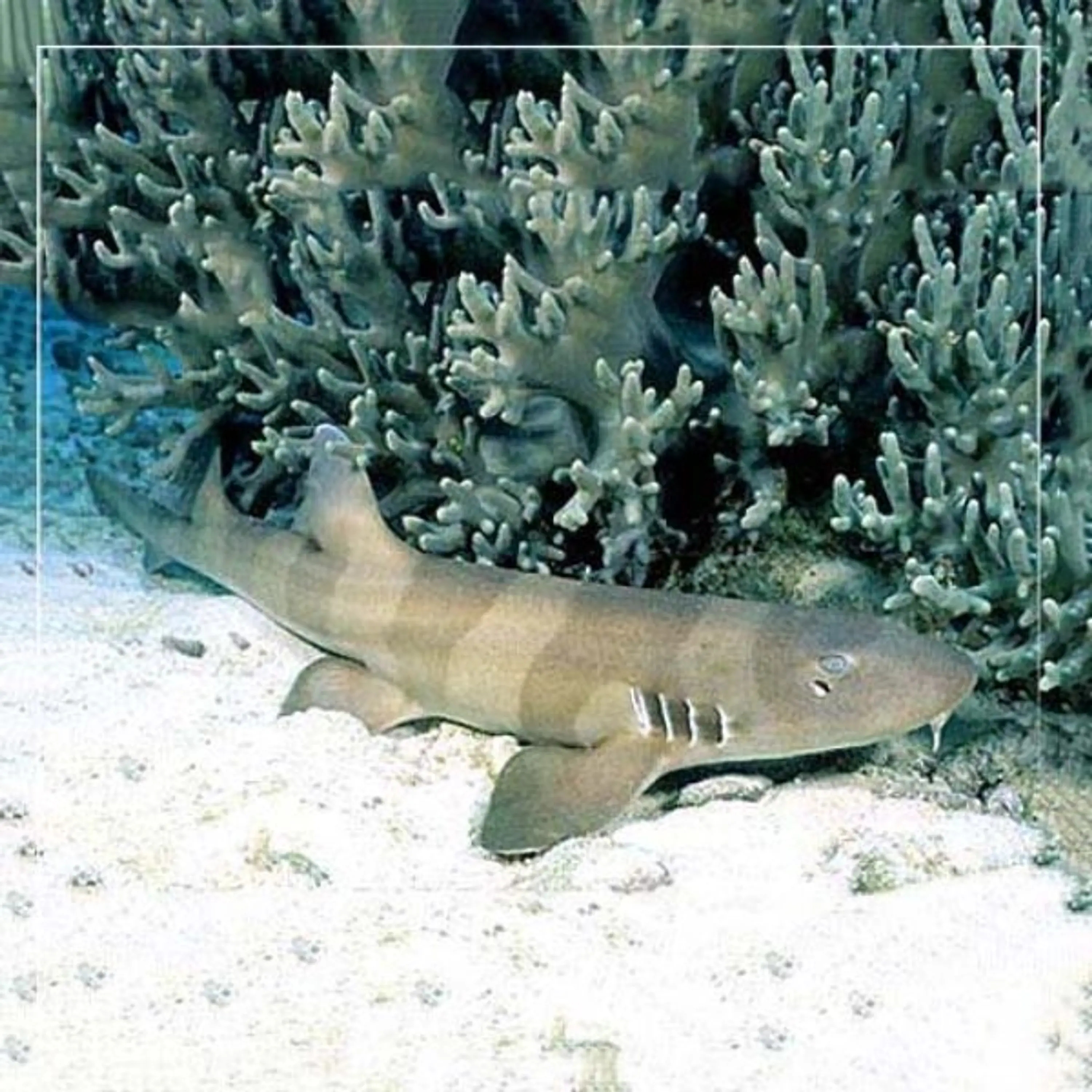 Chiloscyllium punctatum