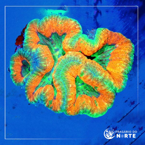 Lobophyllia spp