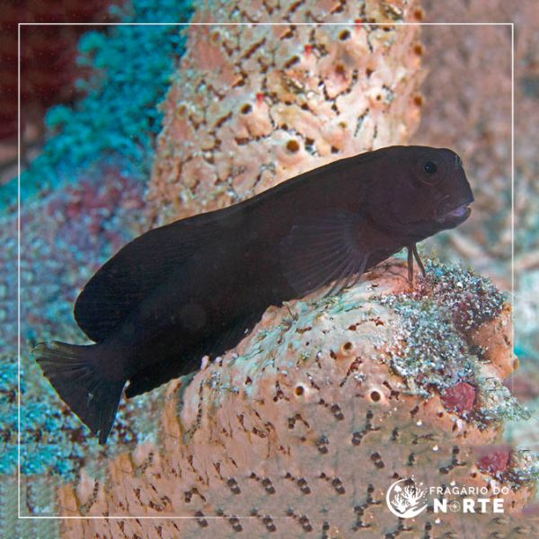 Atrosalarias fuscus