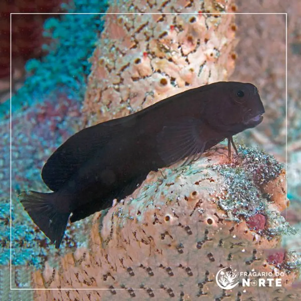 Atrosalarias fuscus 1