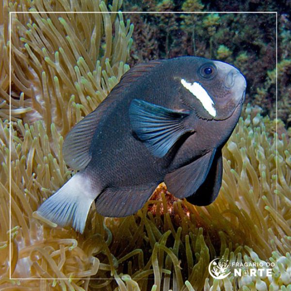 Amphiprion mccullochi