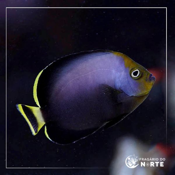 Chaetodontoplus melanosoma