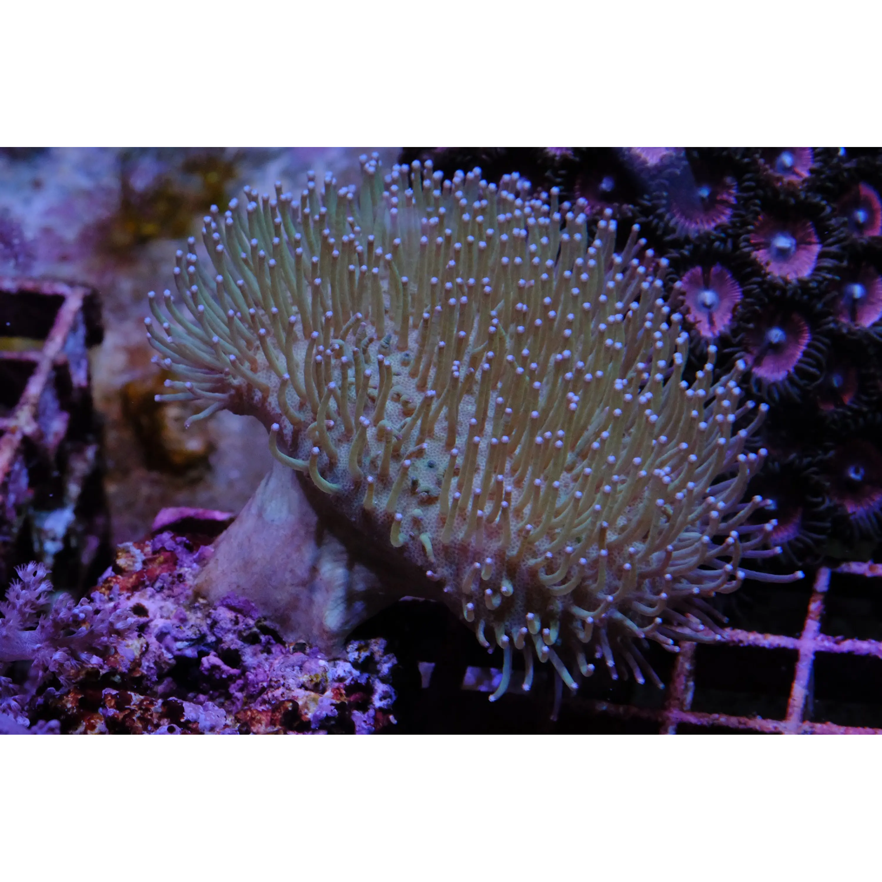 Sarcophyton spp