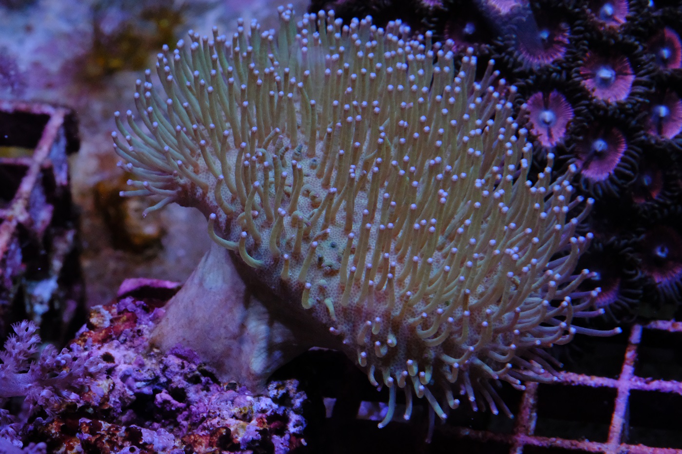 Sarcophyton spp