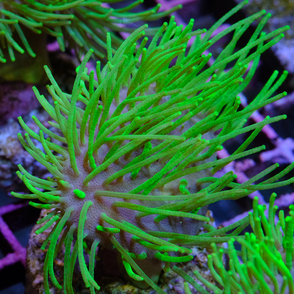 Sarcophyton Madagascar