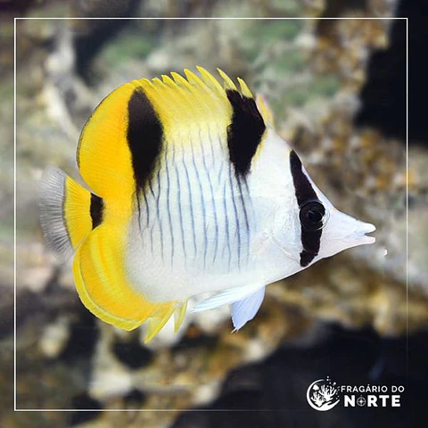 Chaetodon falcula