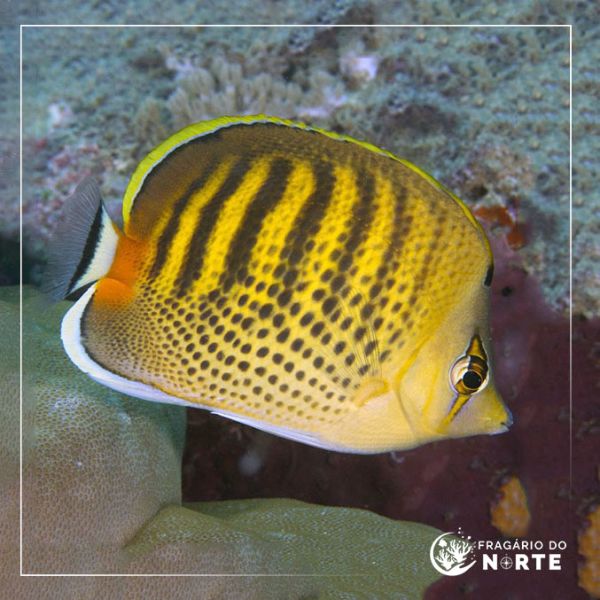 Chaetodon punctatofasciatus