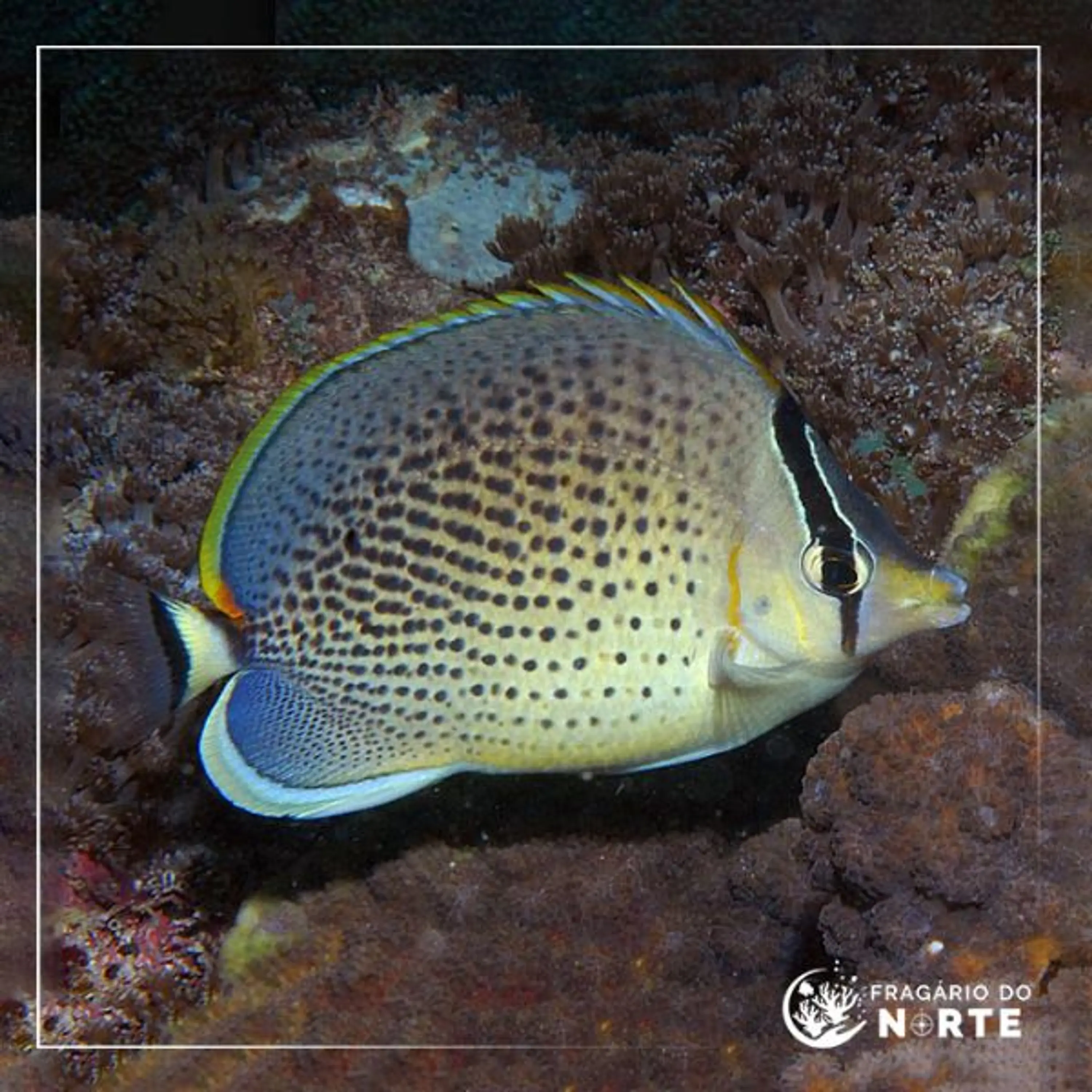Chaetodon guttatissimus