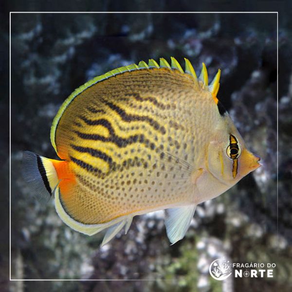 Chaetodon pelewensis