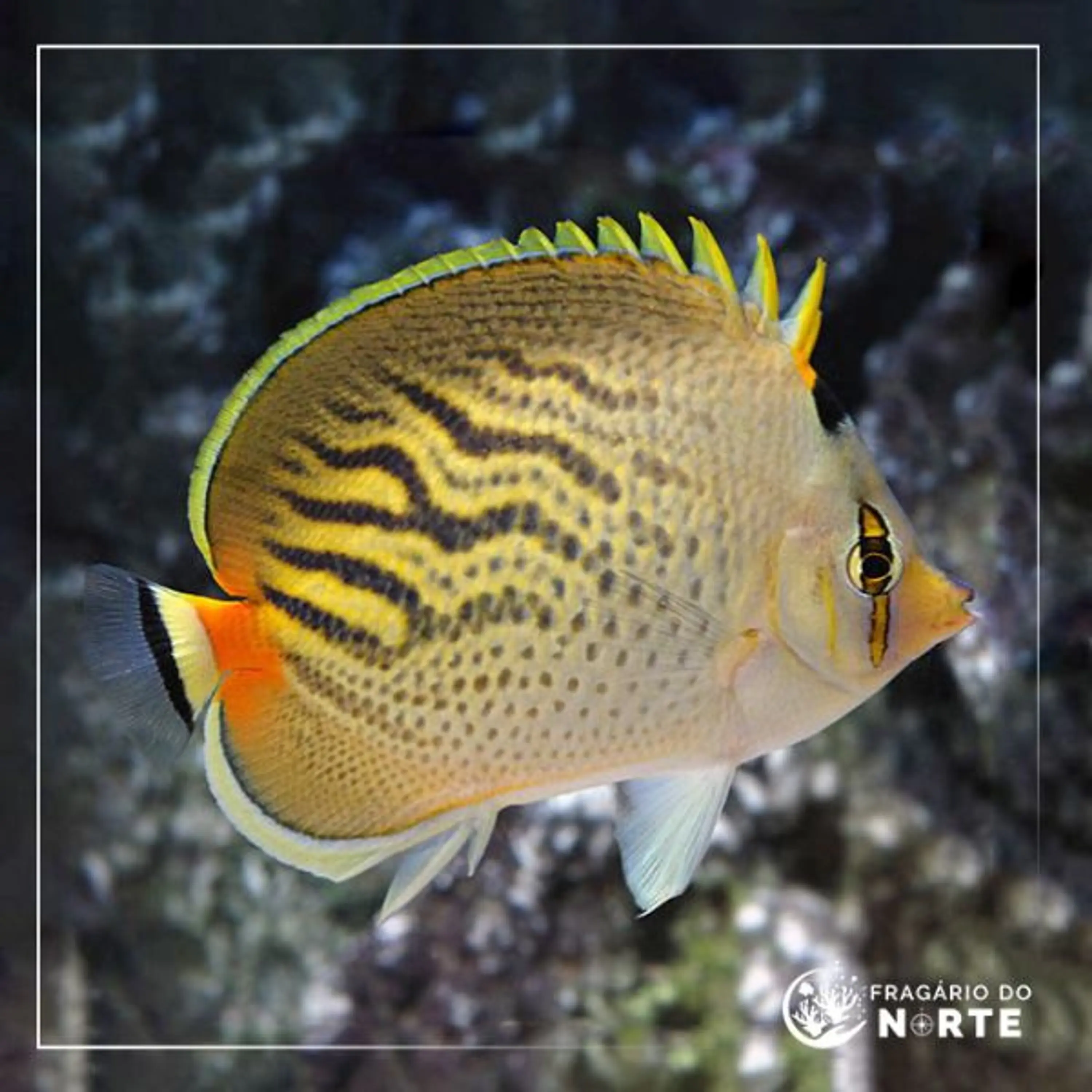 Chaetodon pelewensis