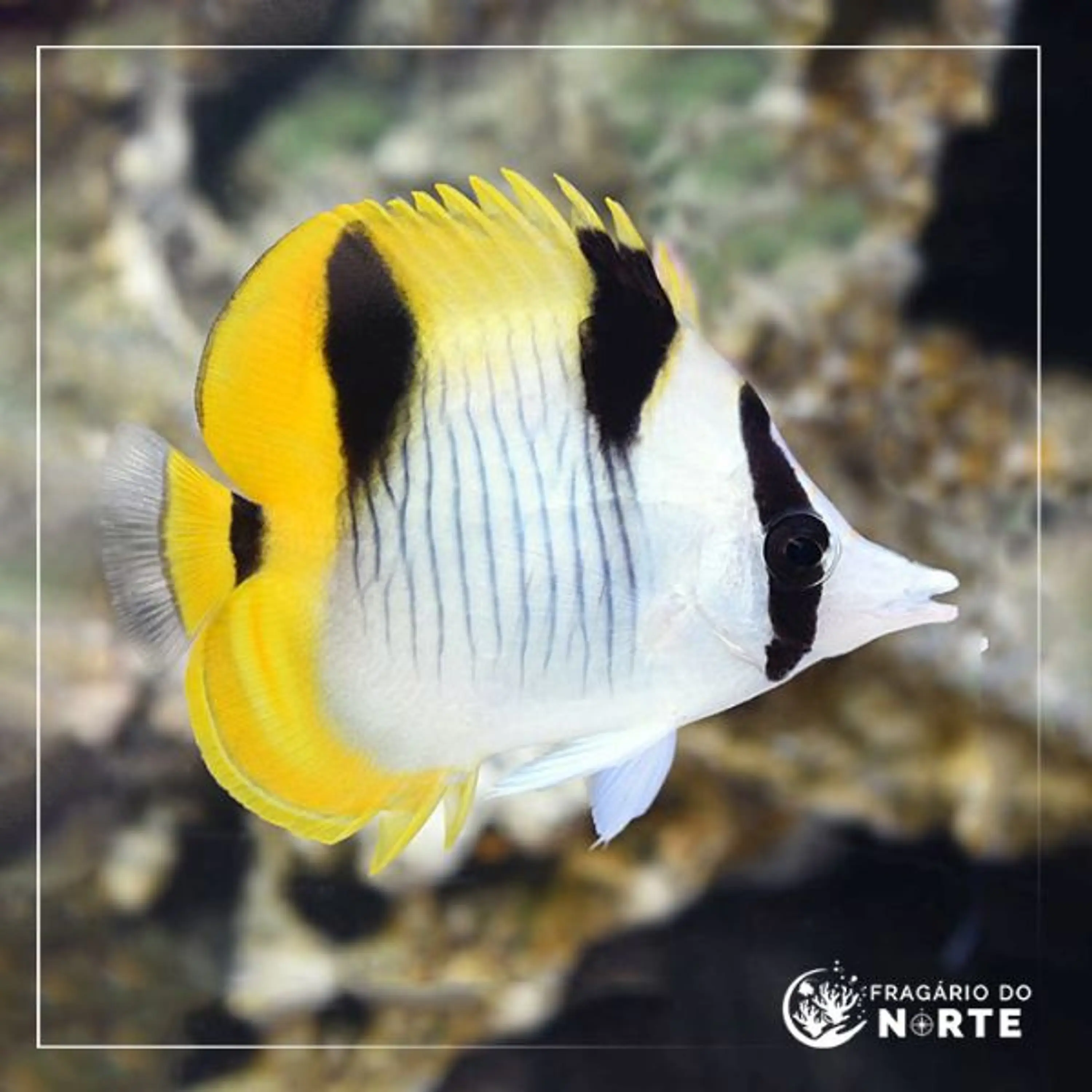 Chaetodon ulietensis