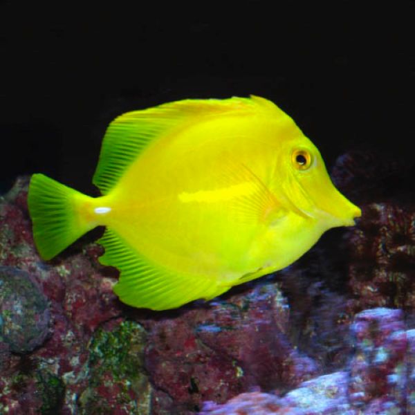 Fin Rot 2