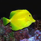 Fin Rot 2