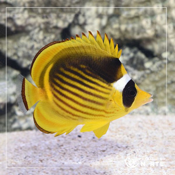 Chaetodon fasciatus
