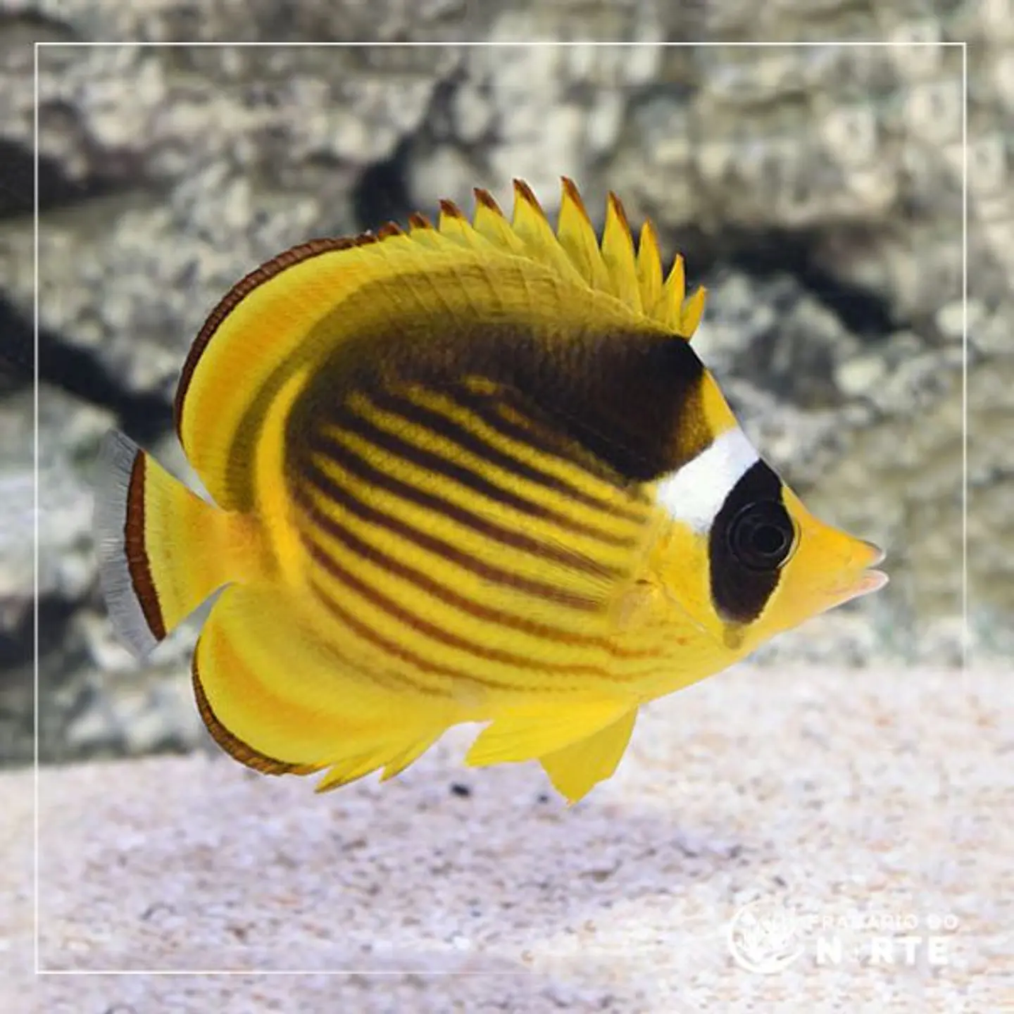 Chaetodon fasciatus 1