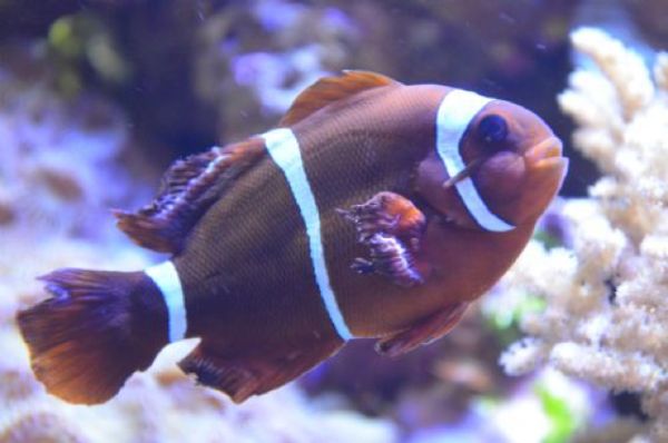 Fin Rot 3