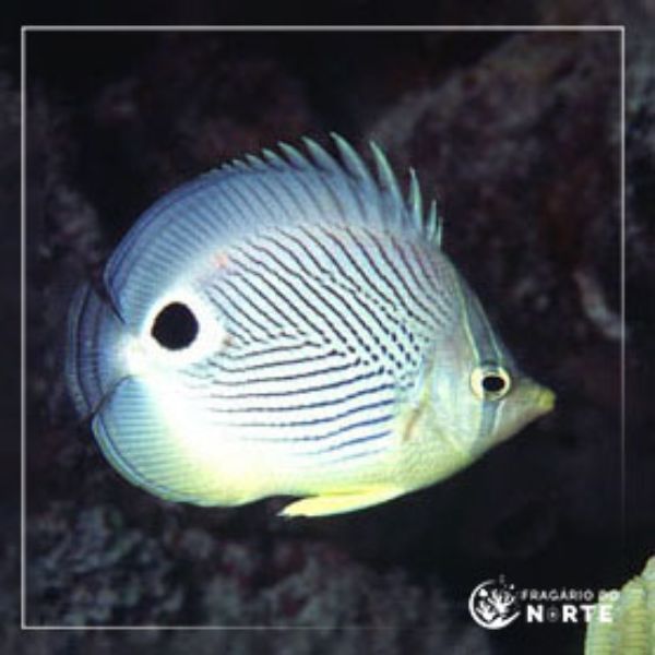 Chaetodon capistratus