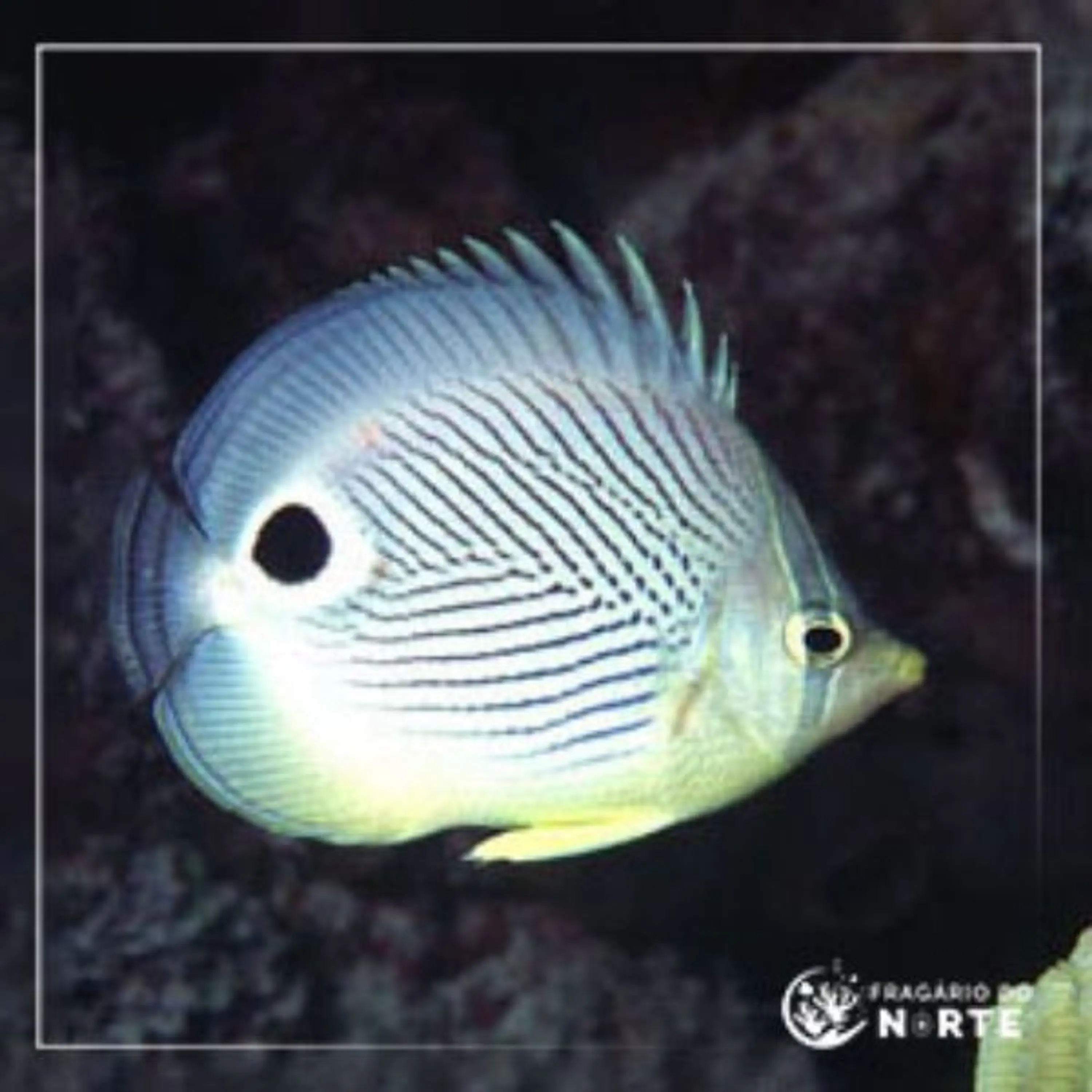 Chaetodon capistratus