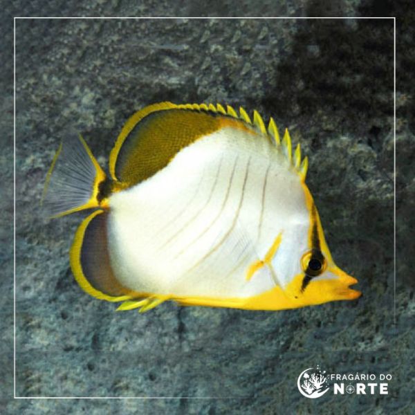 Chaetodon xanthocephalus