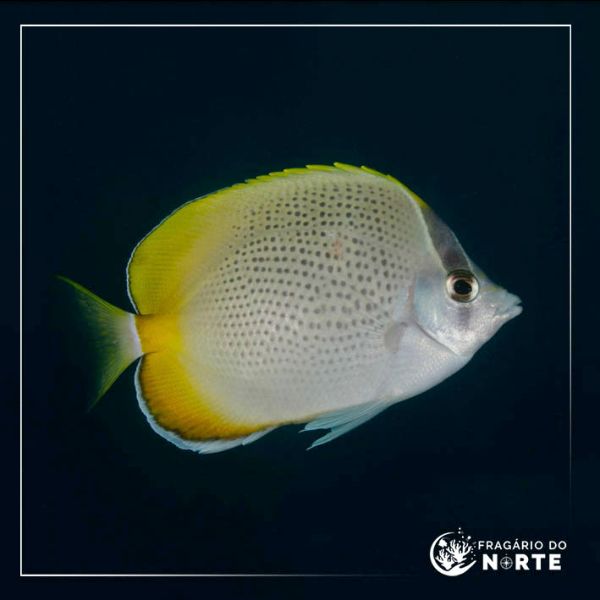 Chaetodon guentheri