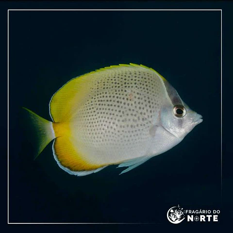Chaetodon guentheri