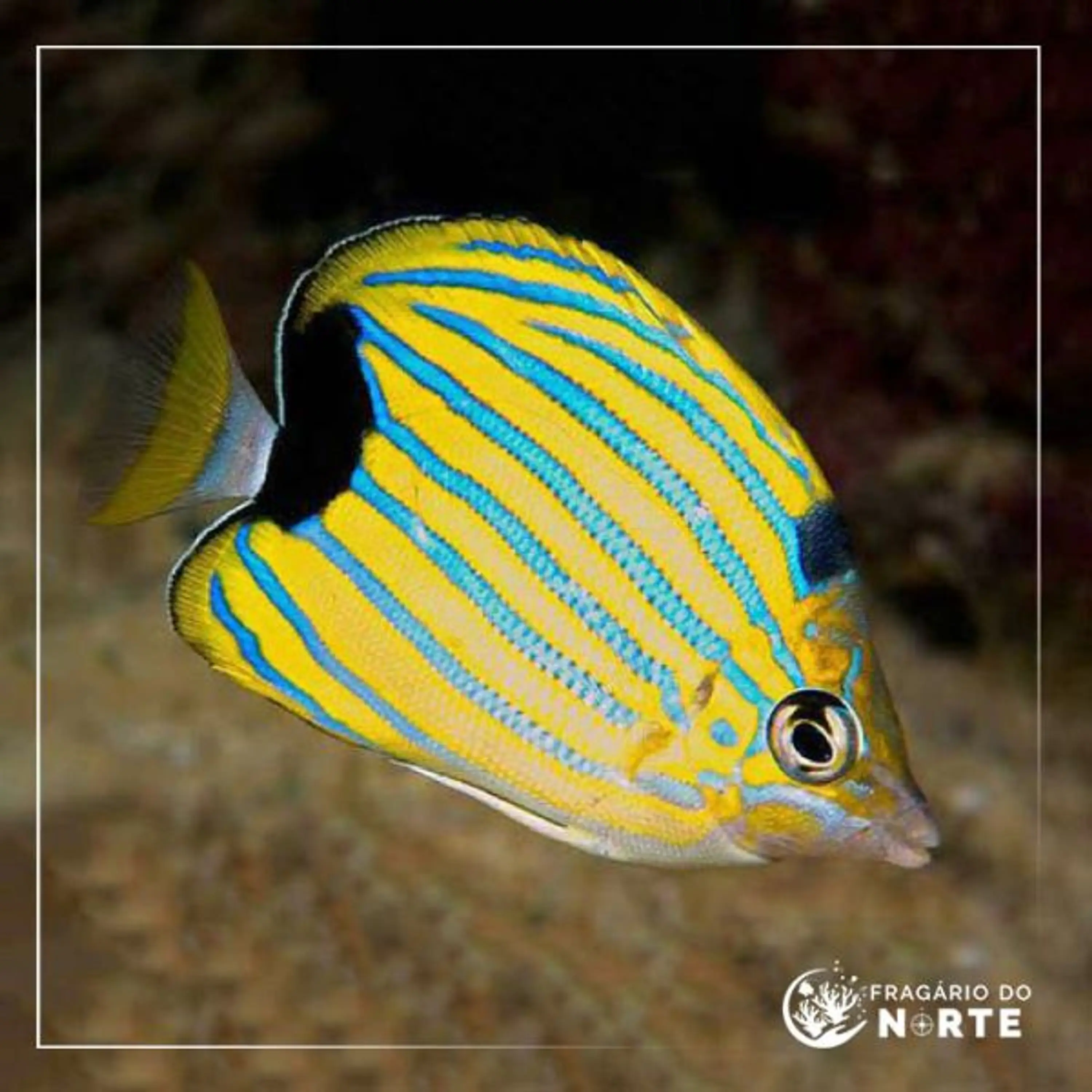 Chaetodon fremblii