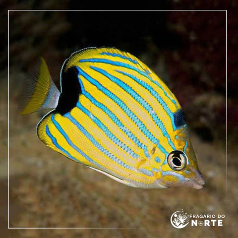 Chaetodon fremblii