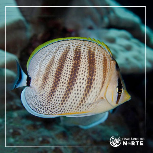 Chaetodon multicinctus