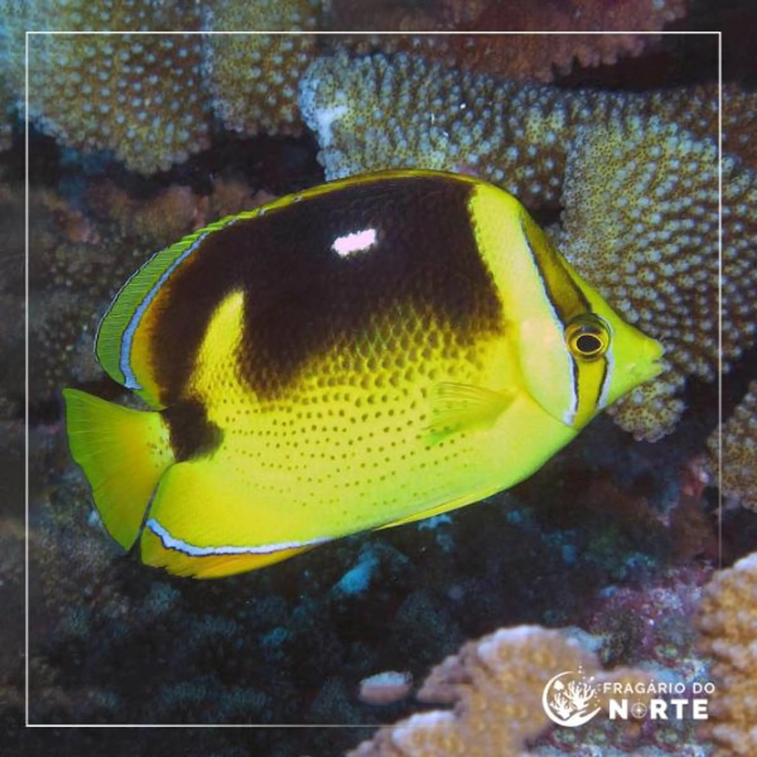 Chaetodon quadrimaculatus