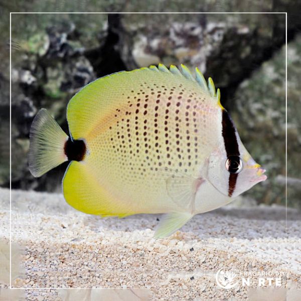 Chaetodon miliaris