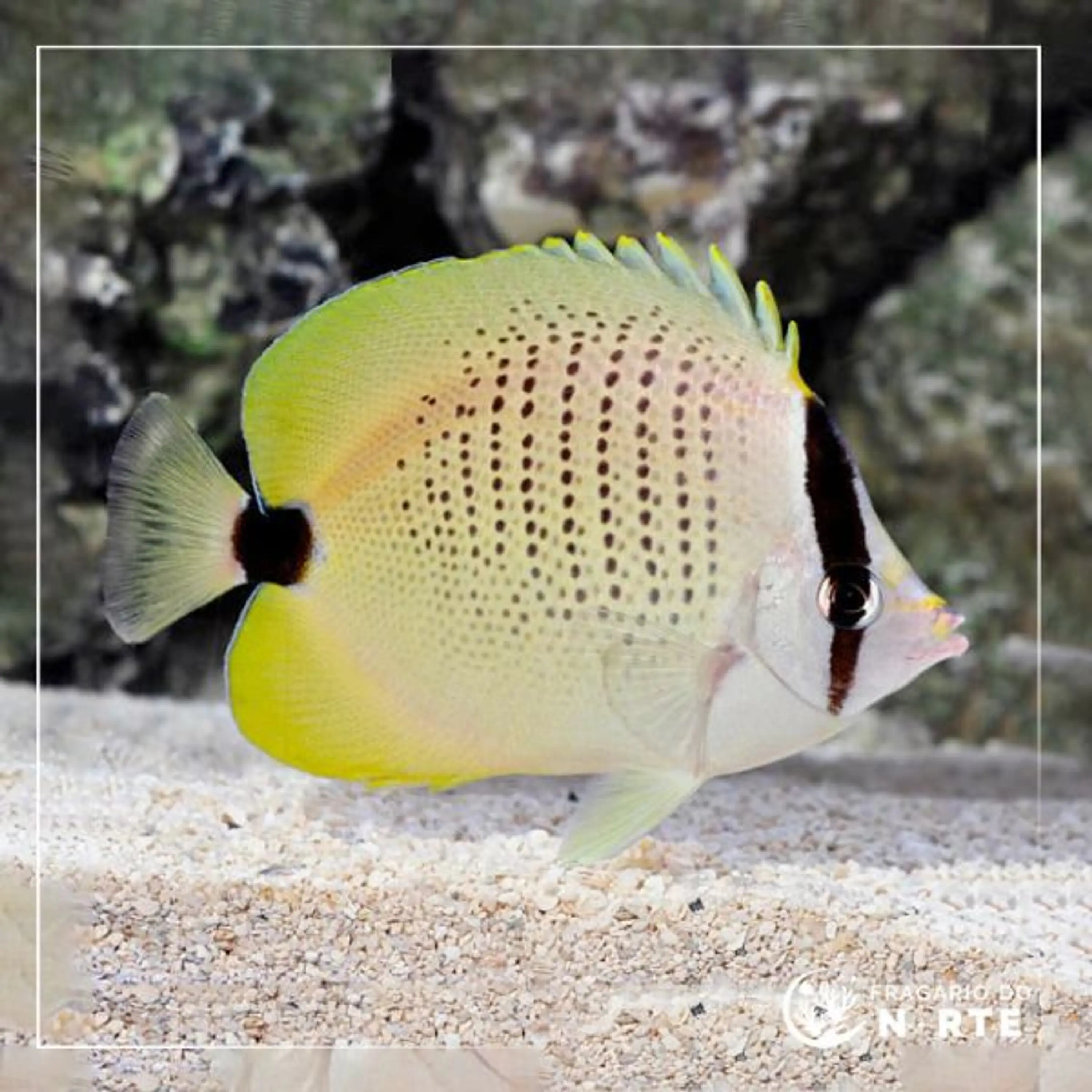 Chaetodon miliaris