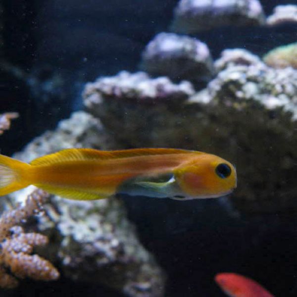 Fish Tuberculosis 1