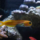 Fish Tuberculosis 1