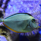 Fish Tuberculosis 2