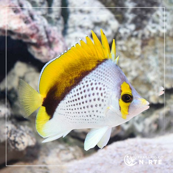 Chaetodon declivis