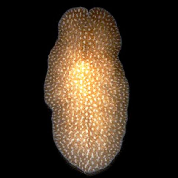 Amakusaplana acroporae 4