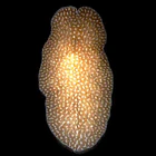 Amakusaplana acroporae 4