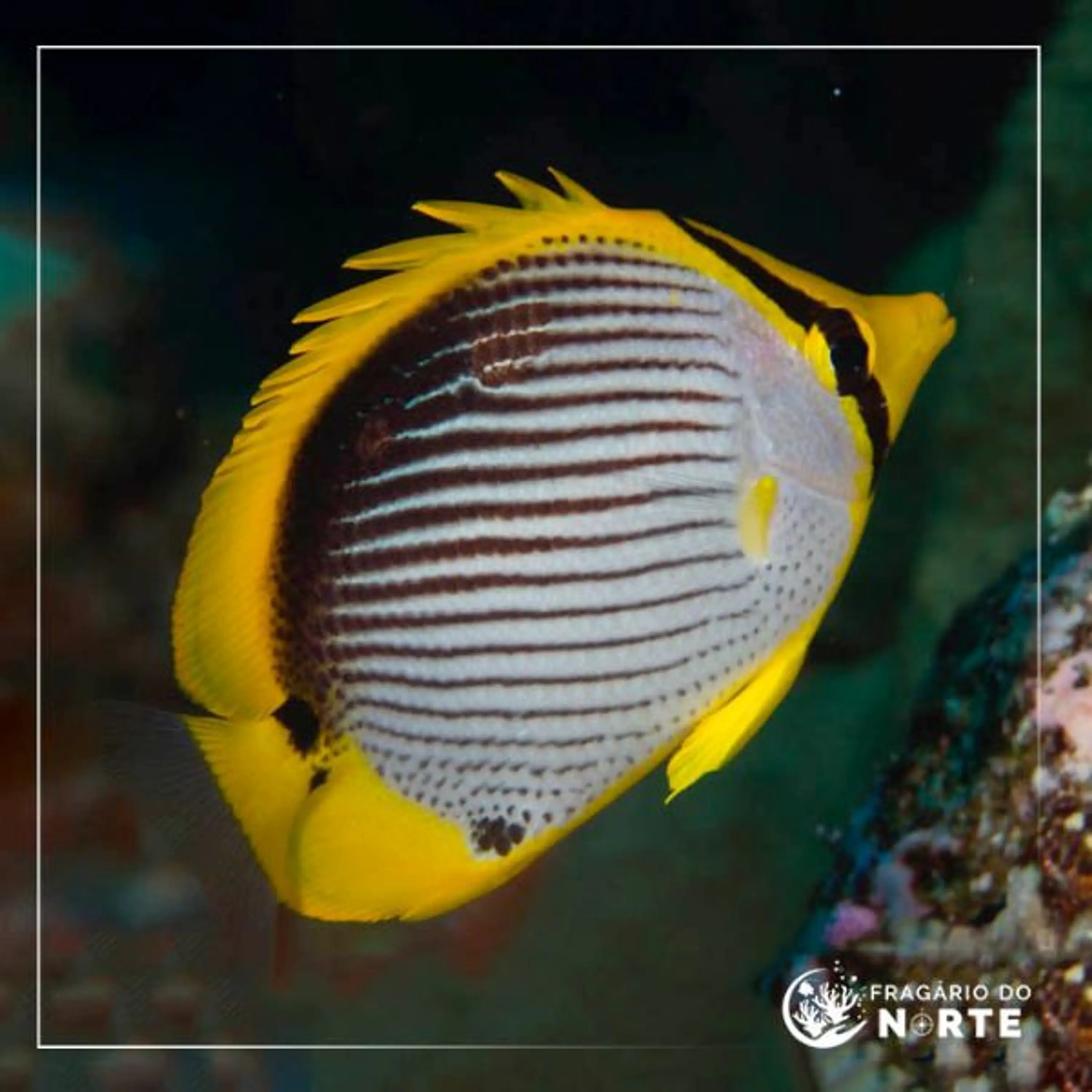 Chaetodon melannotus