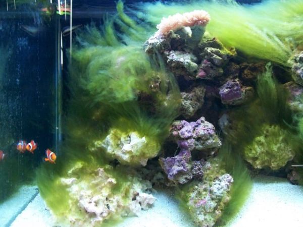 Derbesia sp 1